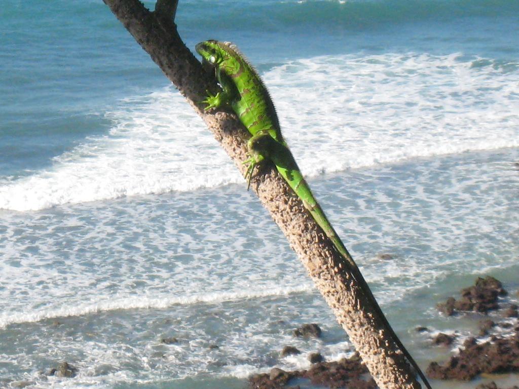 Pousada La Bonita Baía Formosa Esterno foto